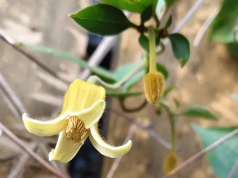 Clematis leschenaultiana