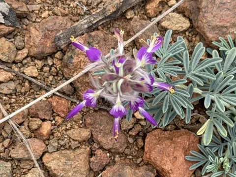 Dalea pogonathera