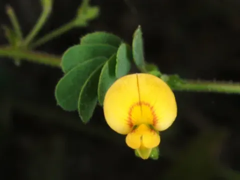 Ктенодорона