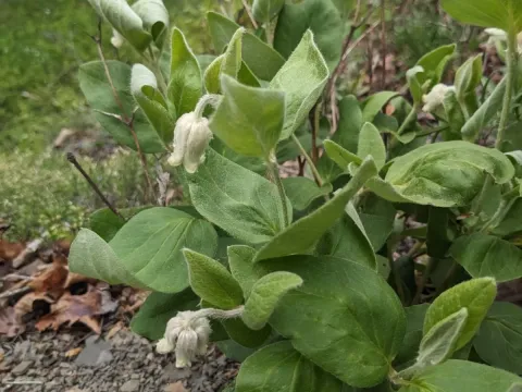 Clematis coactilis