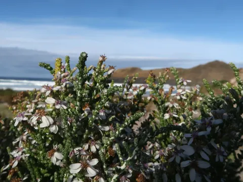 Olearia lepidophylla