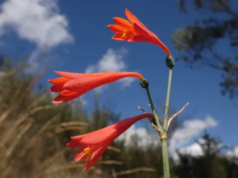 Clinanthus