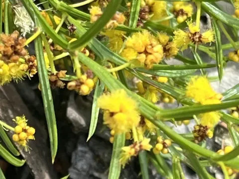 Acacia