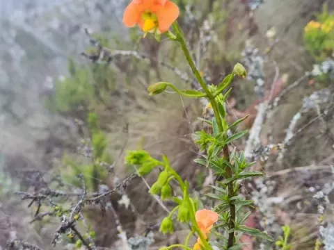 Alonsoa linearis