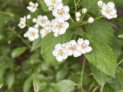 Long-spined hawthorn