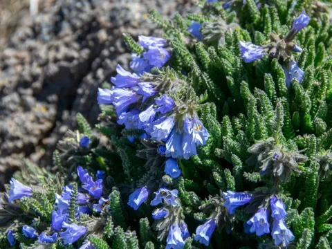 Sticky polemonium
