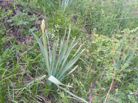 Eremurus fuscus
