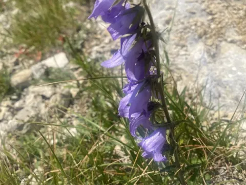 Sarmatian bellflower