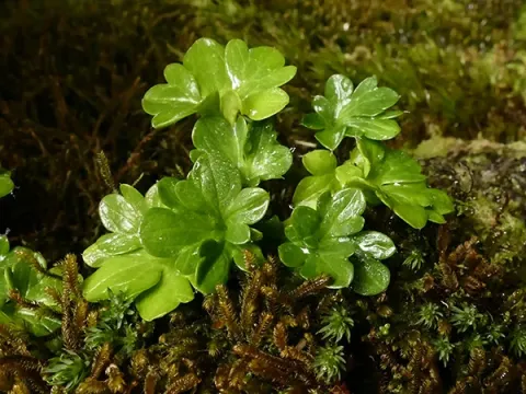 Green buttercup