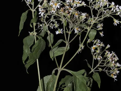 Schistocarpha