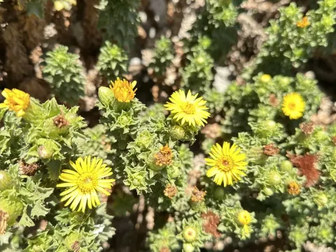 Haplopappus foliosus
