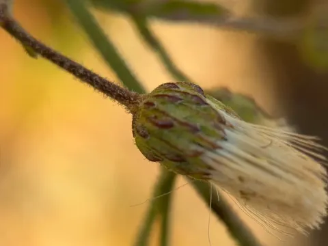 Бакхаріс Пламмера