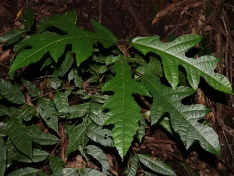 Ficus copiosa