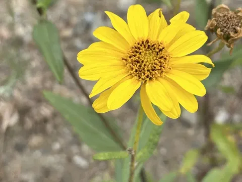 Slender sunflower