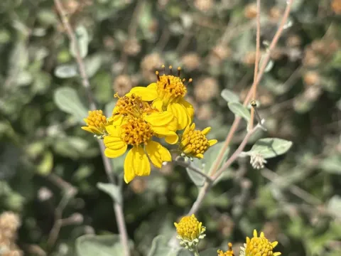 Bahiopsis