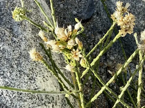 Lepidospartum