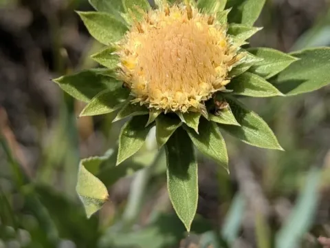 Pyrrocoma