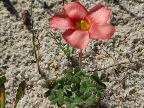 Oxalis obtusa
