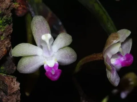 Stereochilus