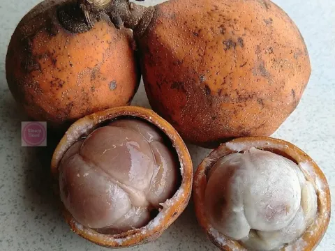 Cola lepidota