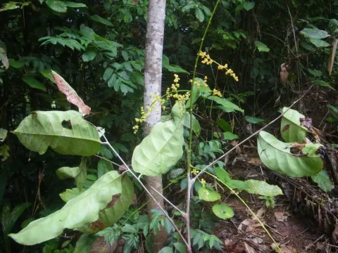 Trichoscypha