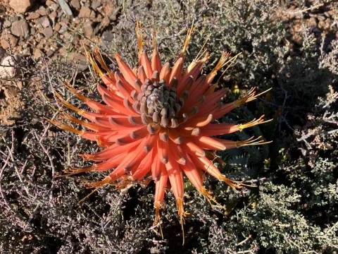Aloe longistyla