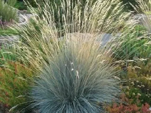Festuca punctoria