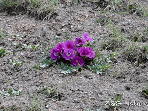 Incarvillea compacta