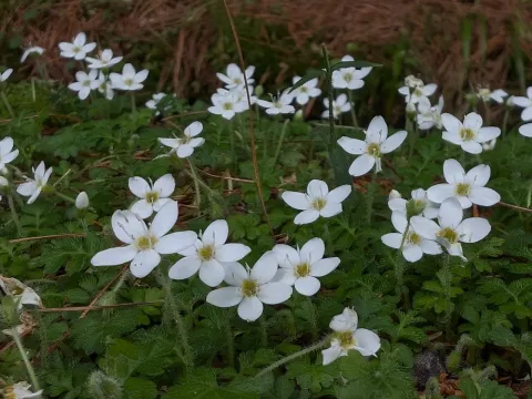 Ellisiophyllum
