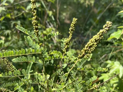Amorpha georgiana