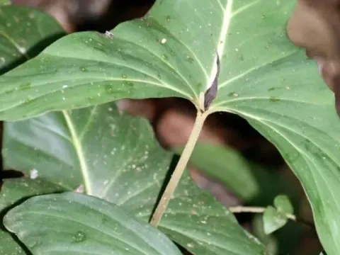 Adelonema