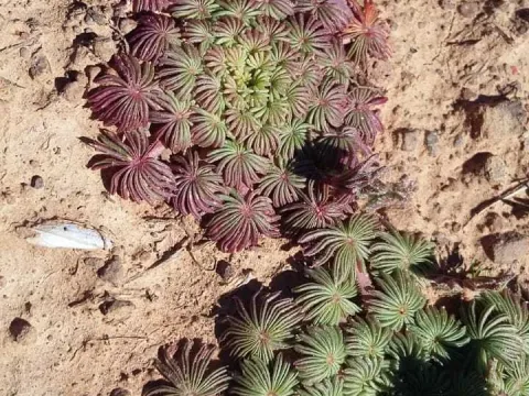 Oxalis palmifrons
