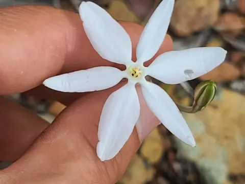 Милла