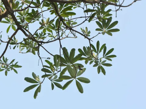 Alstonia