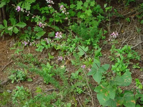 Velvetleaf ticktrefoil