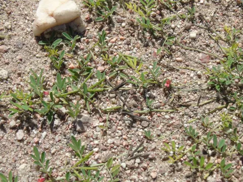 Indigofera parodiana
