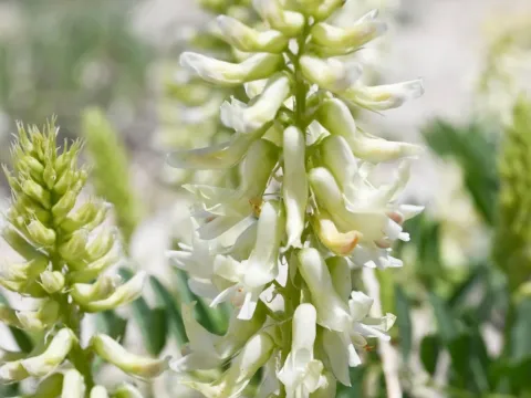 Two-grooved milkvetch