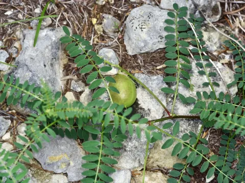 Groundplum milkvetch