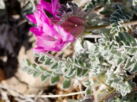 Utah milkvetch