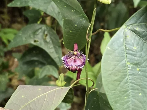 Passiflora porophylla