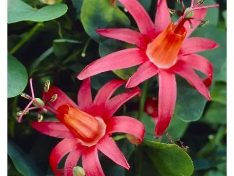 Passiflora murucuja