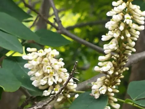 Маакія