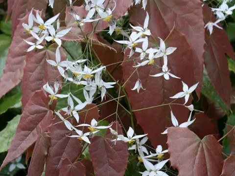 Epimedium pubescens