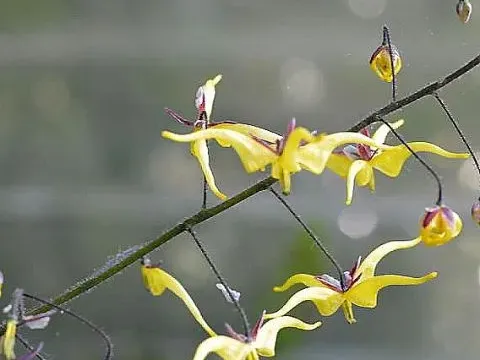 Epimedium elongatum