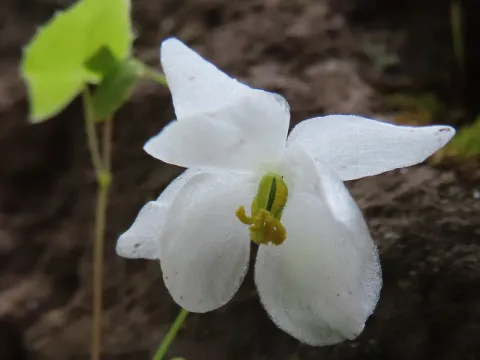 Two-leaf barrenwort