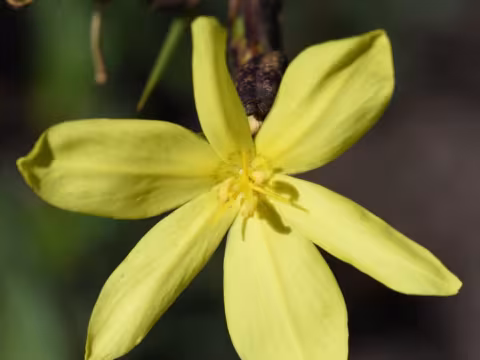 Bobartia