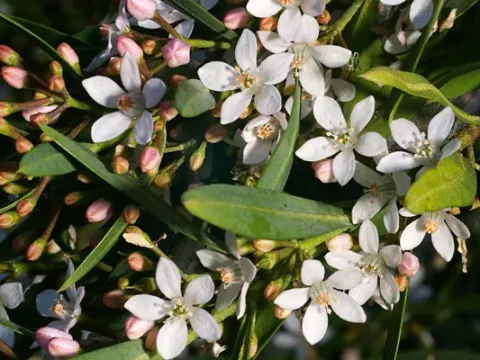 Eriostemon