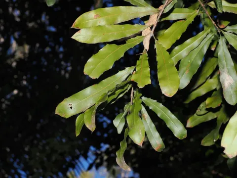 Macadamia integrifolia