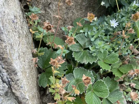 Potentilla megalantha
