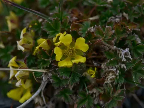 High Arctic cinquefoil